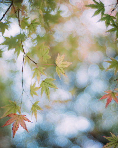 フォトグラファー 加藤 光